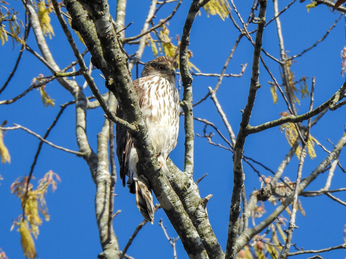 Cooper's Hawk - Ryne VanKrevelen