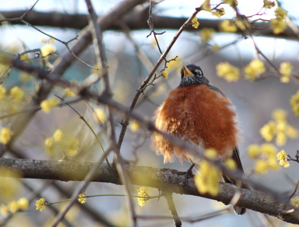 American Robin - ML553222521