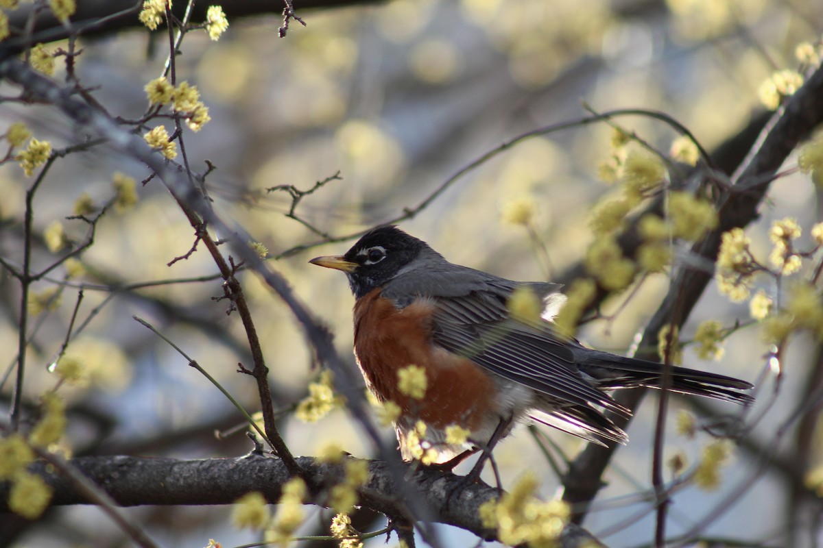 American Robin - ML553222531