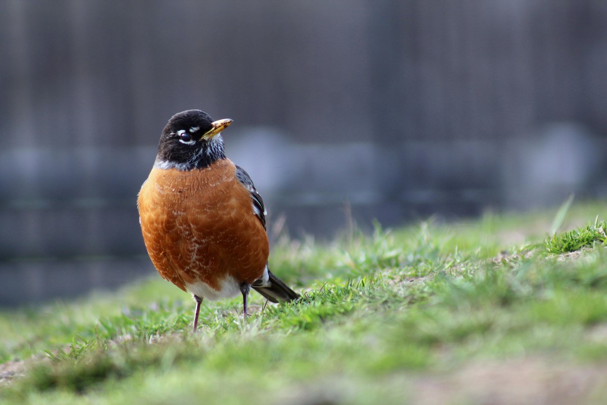 American Robin - ML553222541