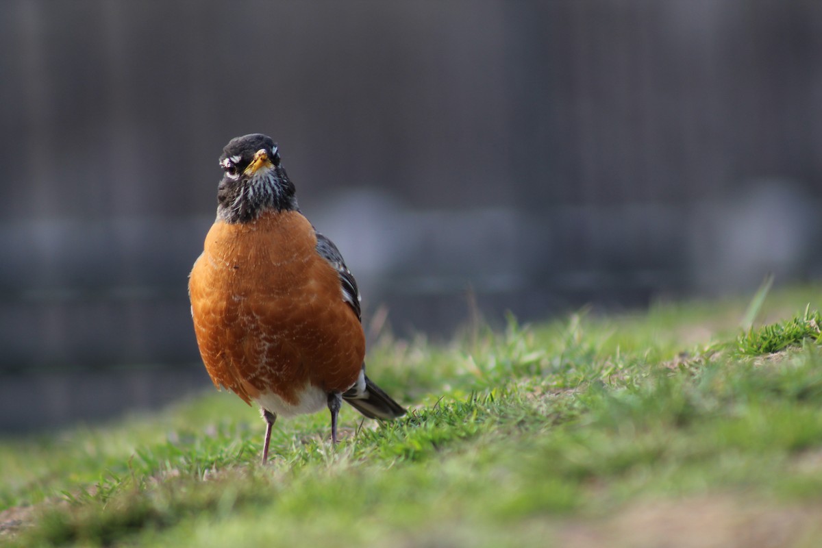 American Robin - ML553222551