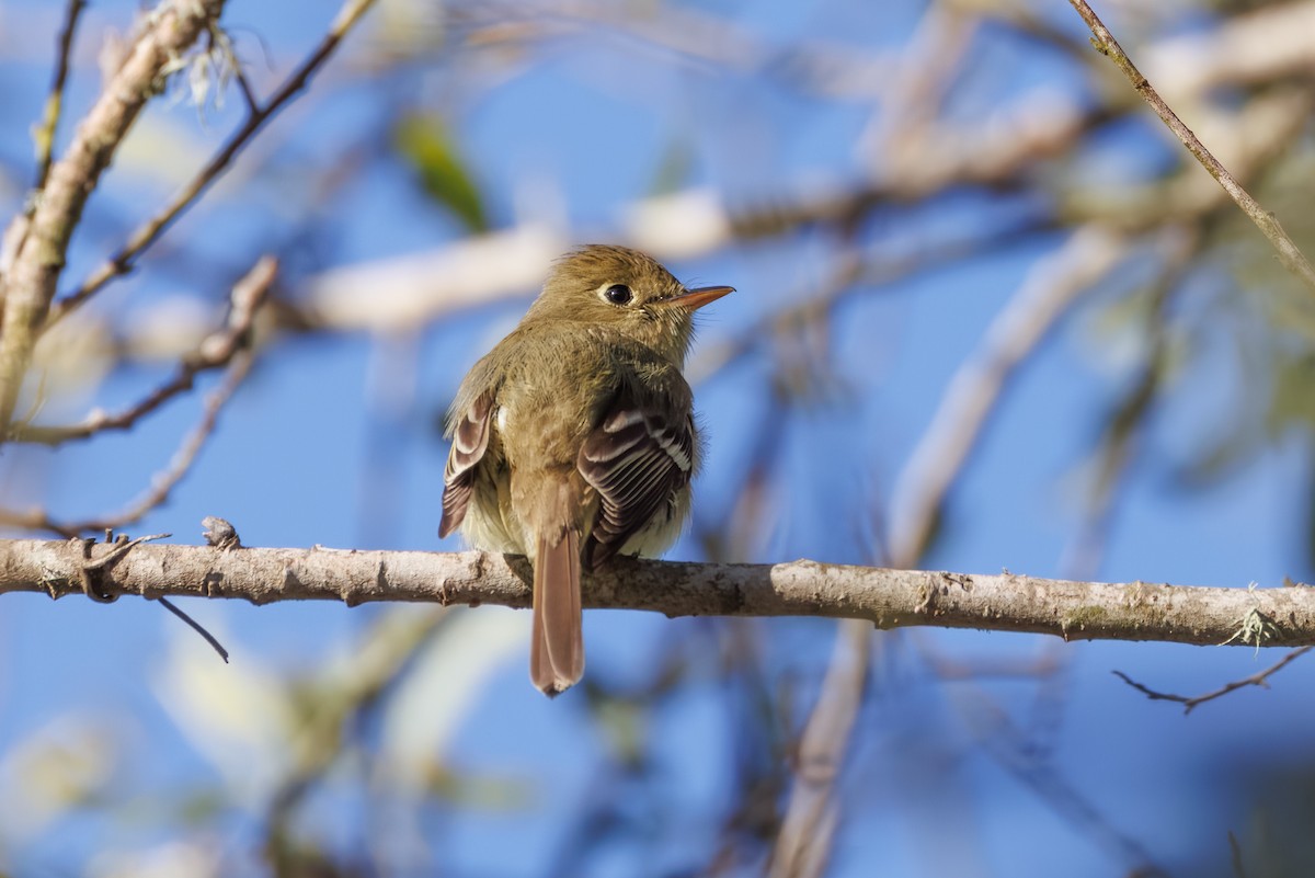 Western Flycatcher (Pacific-slope) - ML553222561