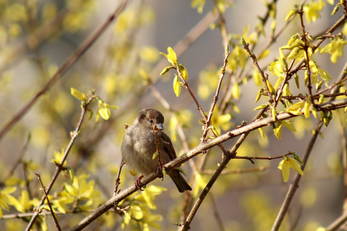 House Sparrow - ML553222701