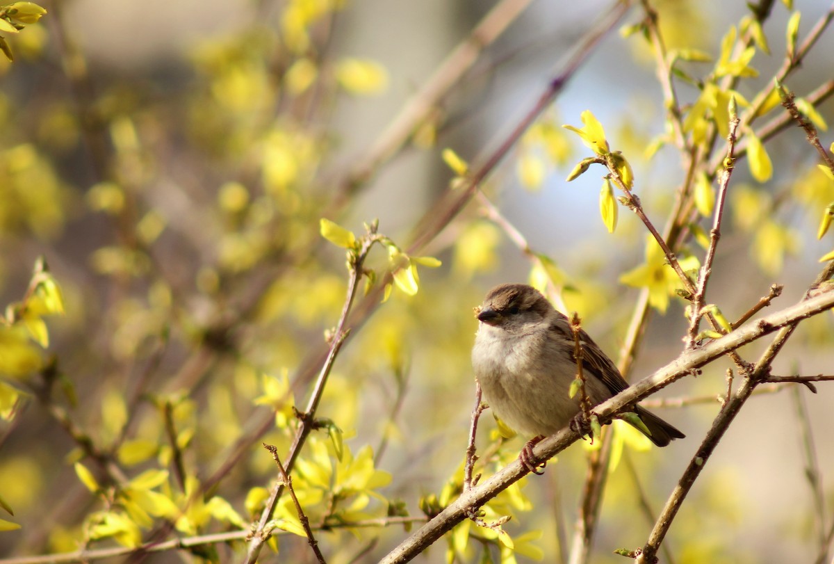 House Sparrow - ML553222711