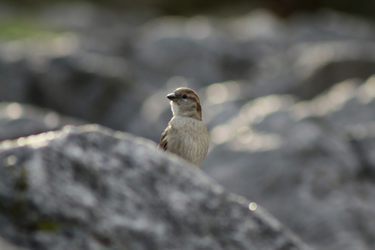 House Sparrow - ML553222731