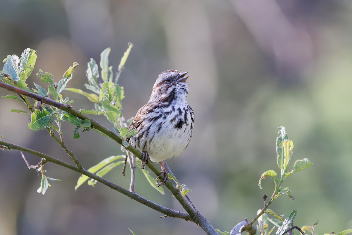 Song Sparrow - ML553222821