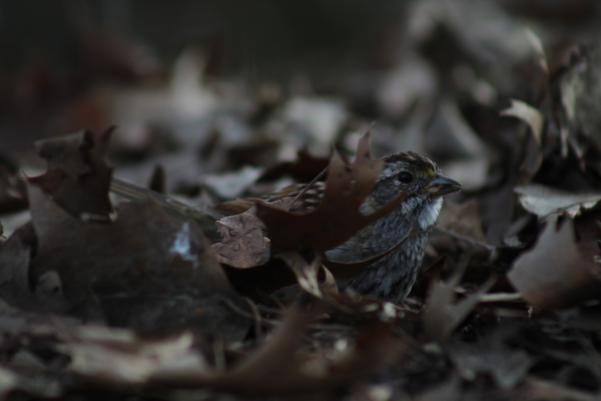 White-throated Sparrow - ML553222911