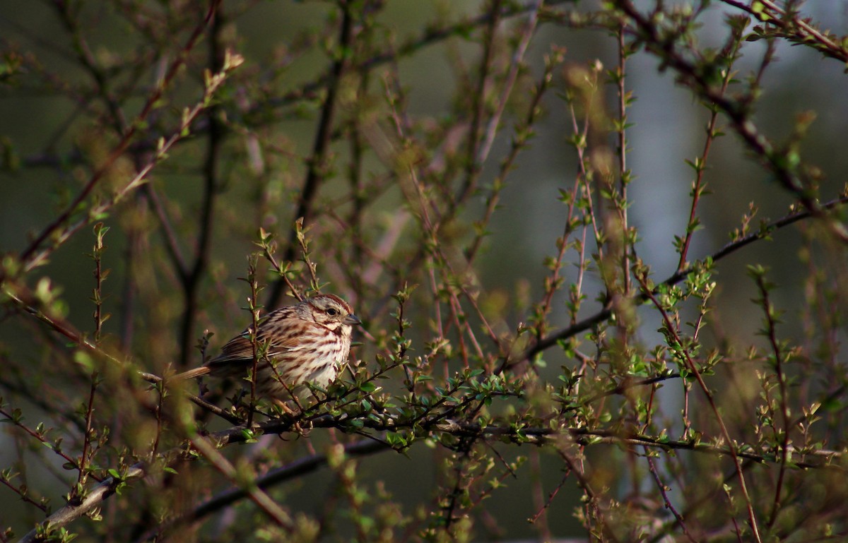 Song Sparrow - ML553223171