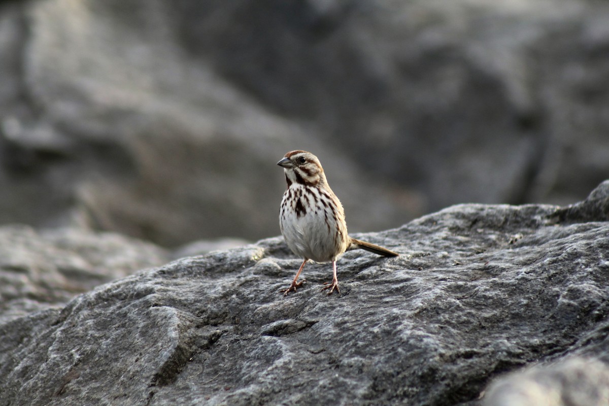 Song Sparrow - ML553223181