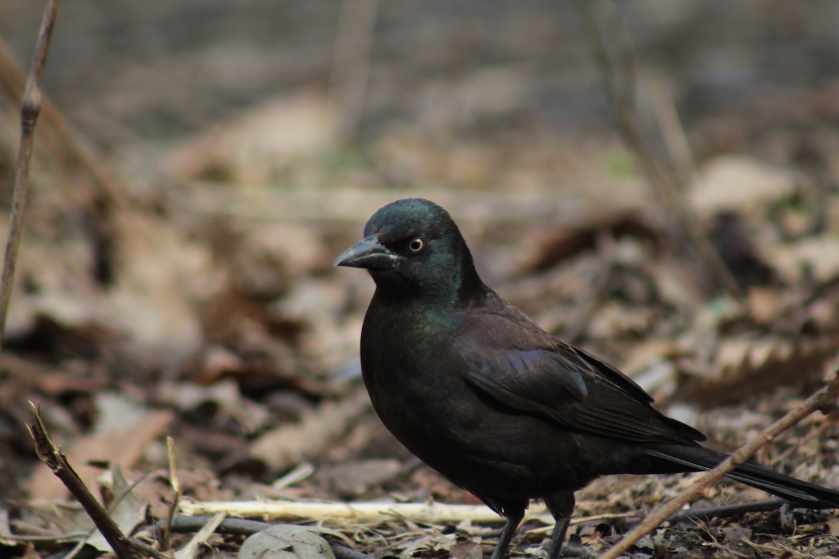 Common Grackle - ML553223571