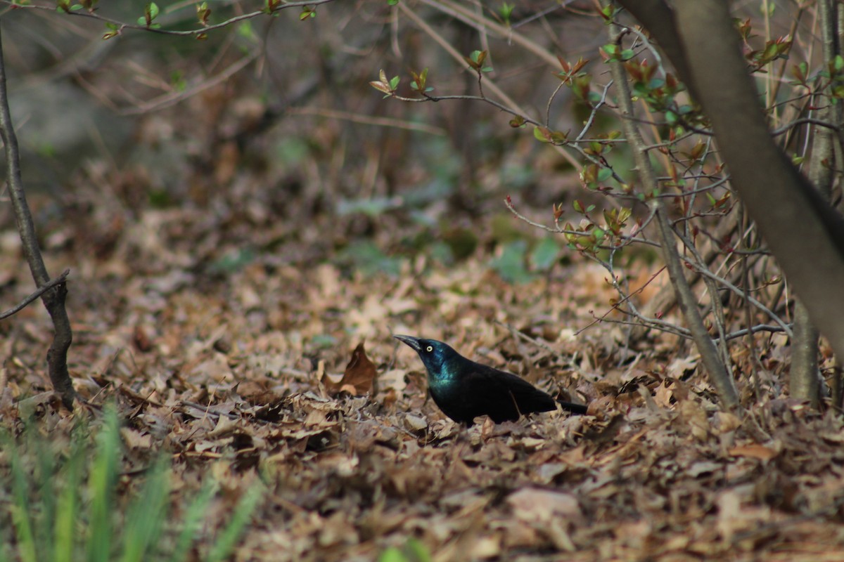 Common Grackle - ML553223581