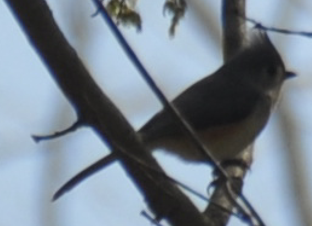 Tufted Titmouse - ML553223671