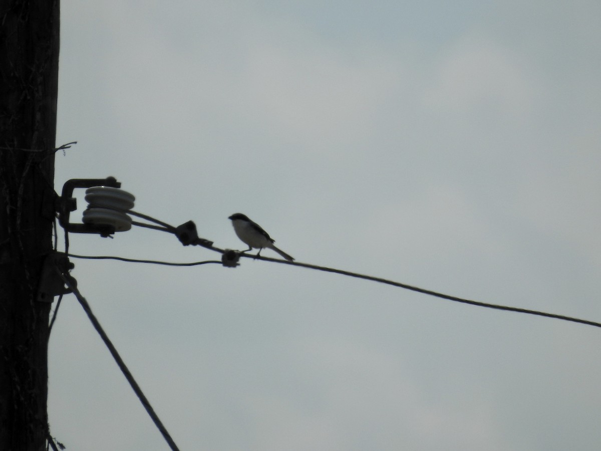 Loggerhead Shrike - ML553223691