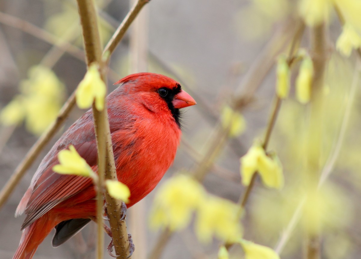 Northern Cardinal - ML553223731