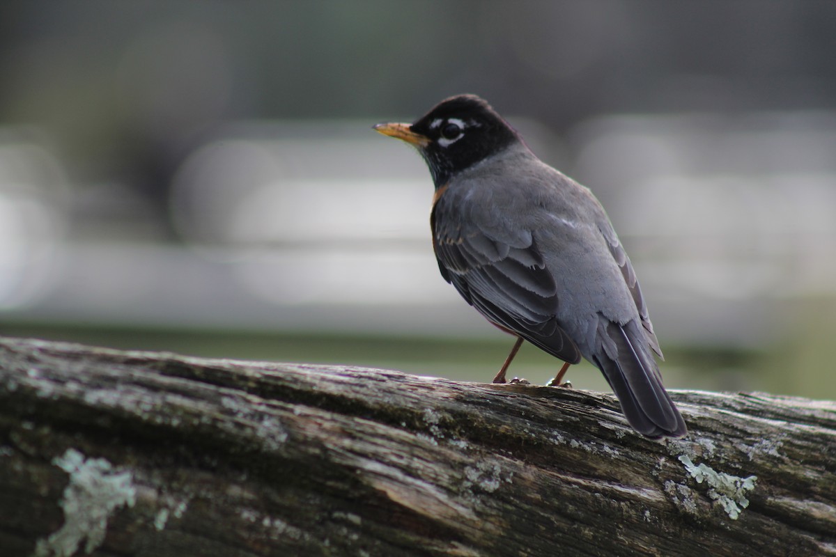 American Robin - ML553223821