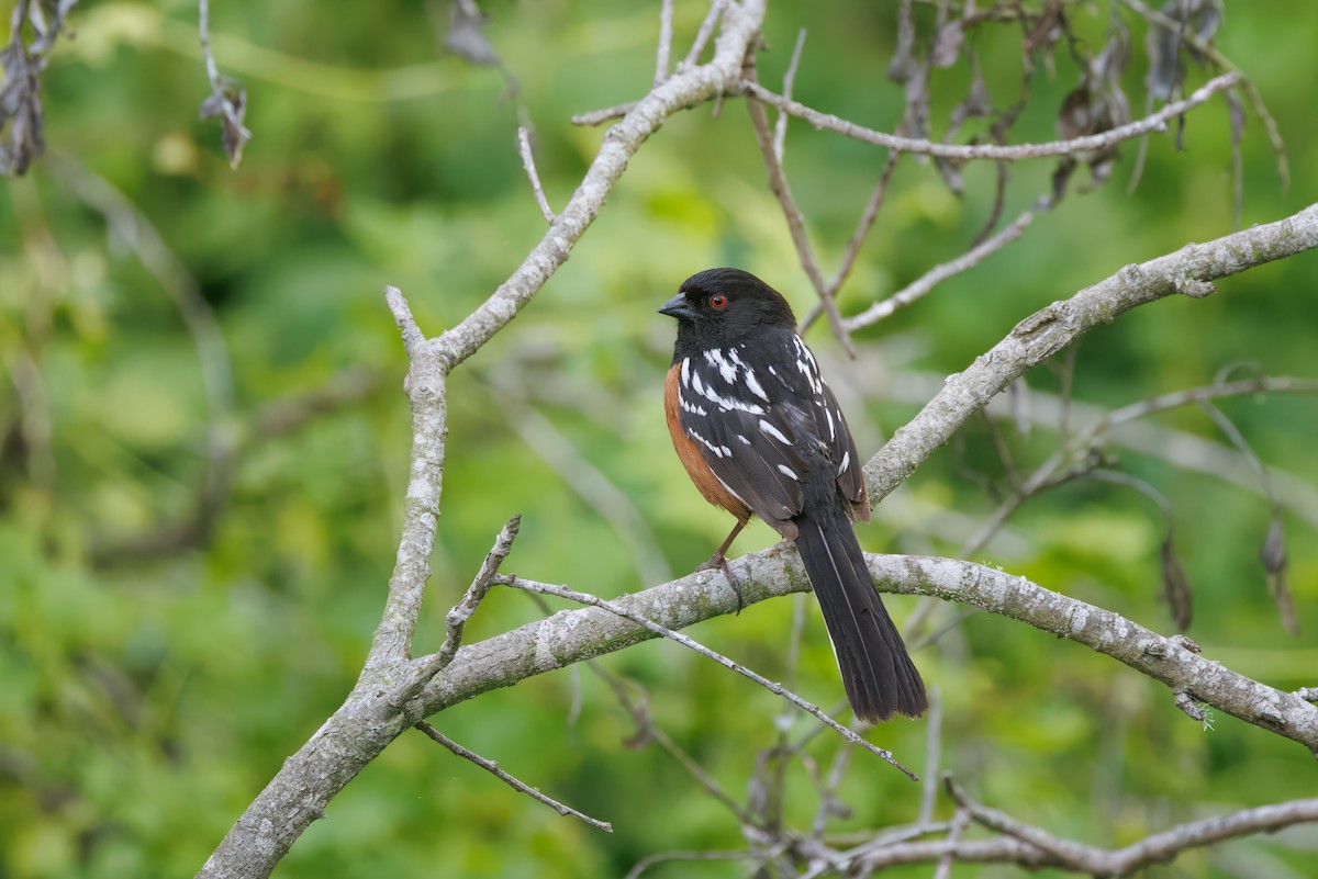 Spotted Towhee - ML553223871