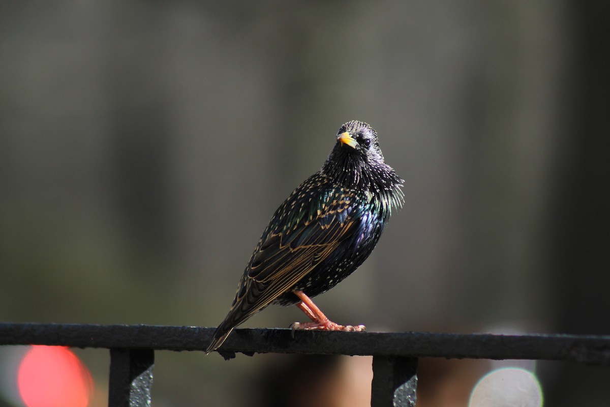 European Starling - ML553223951