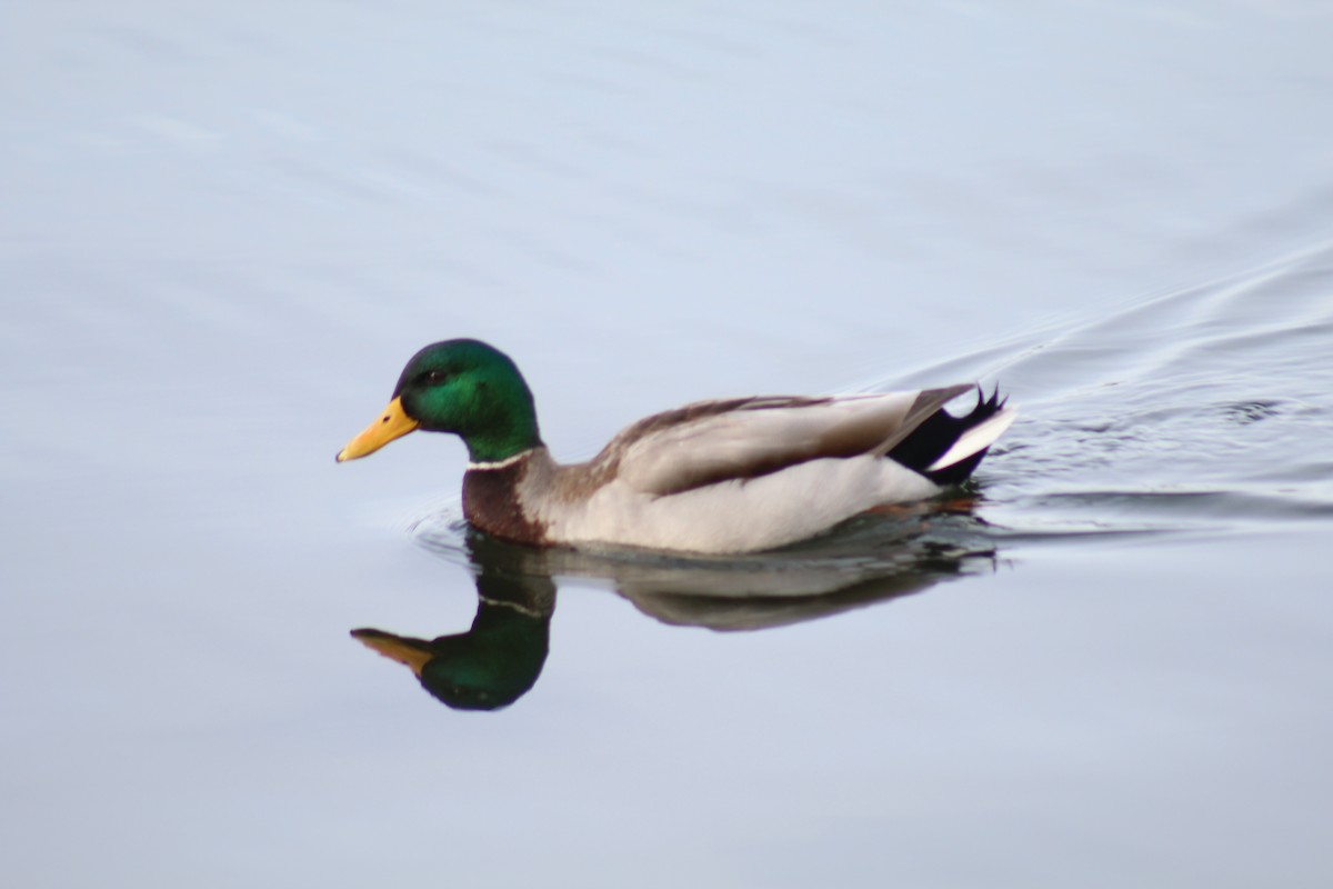 Mallard - ML553224281