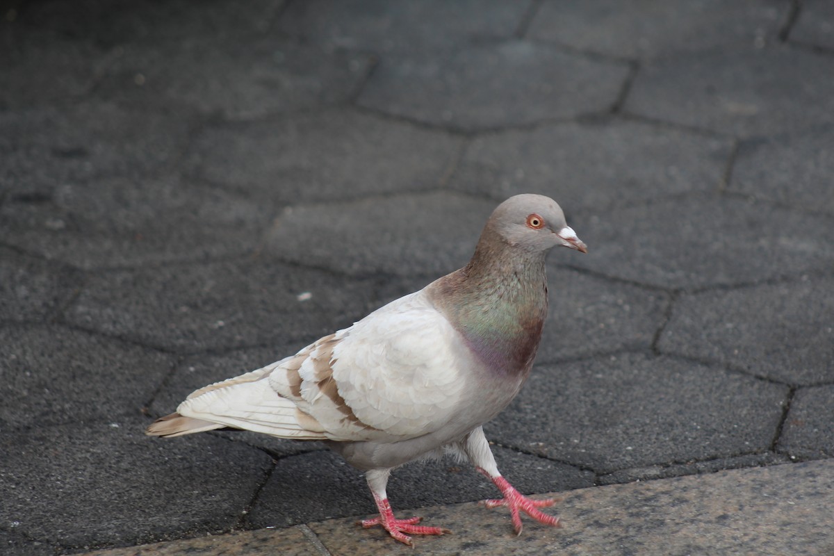 Rock Pigeon (Feral Pigeon) - ML553224371