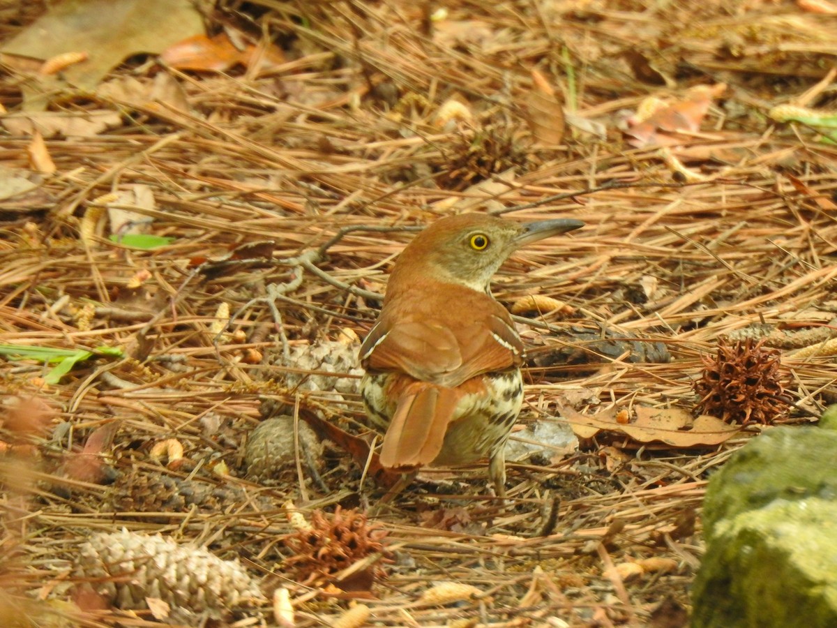 Brown Thrasher - ML553224851