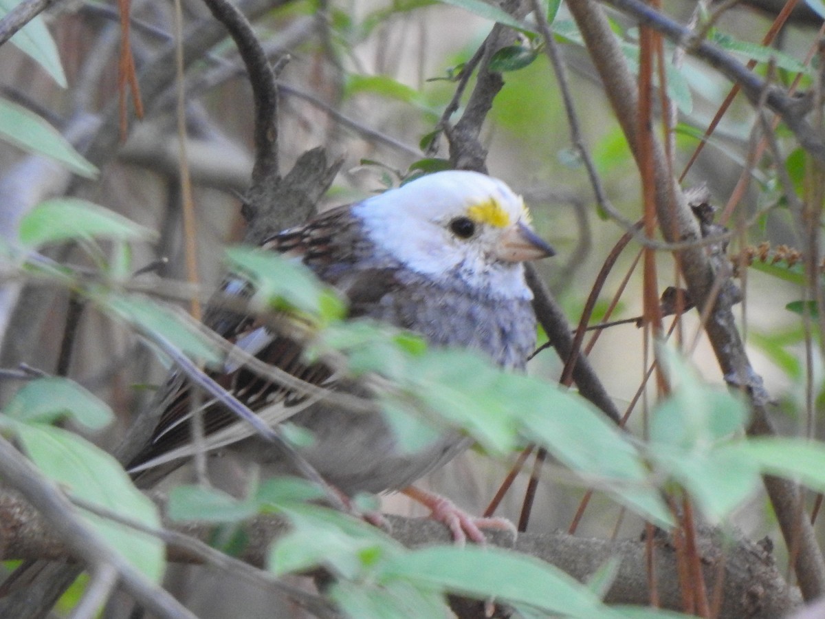 White-throated Sparrow - ML553224881