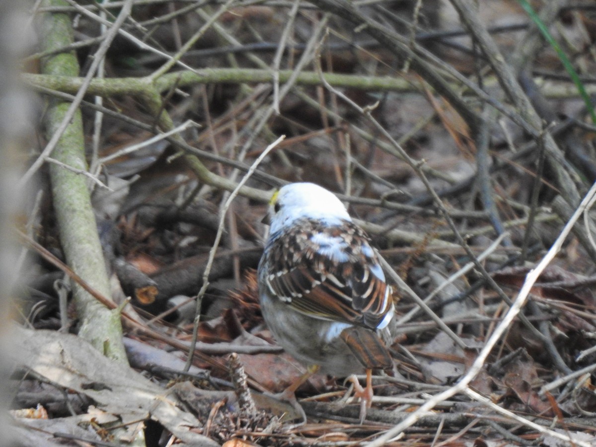 White-throated Sparrow - ML553224891