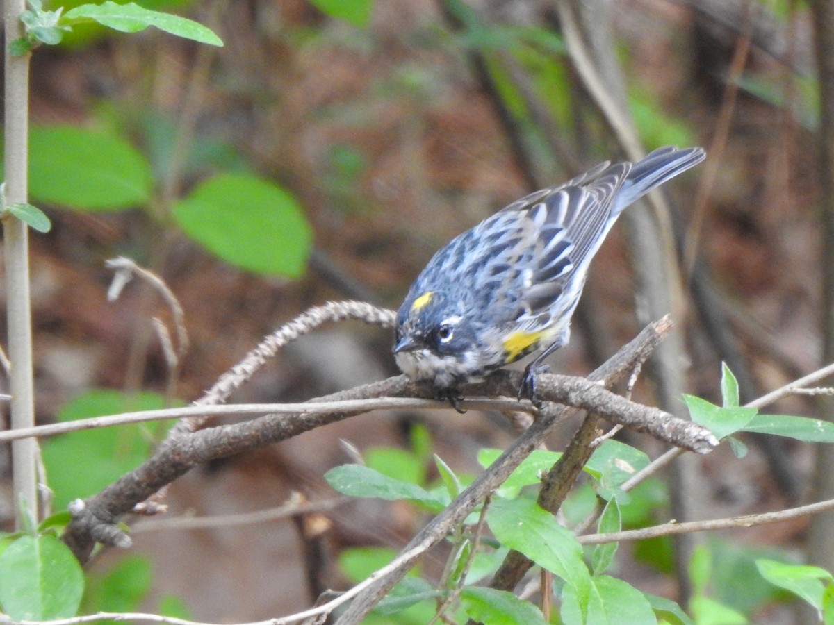 Yellow-rumped Warbler - ML553224981