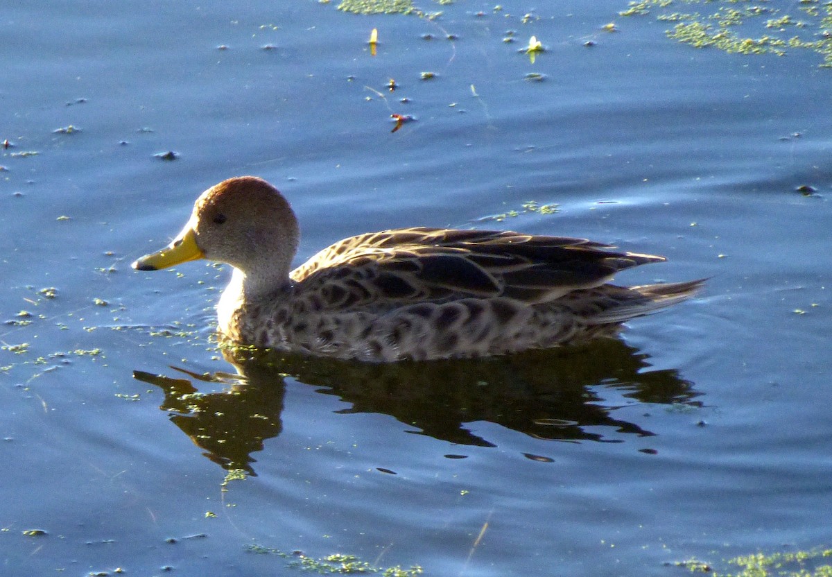 Yellow-billed Pintail - ML55322591