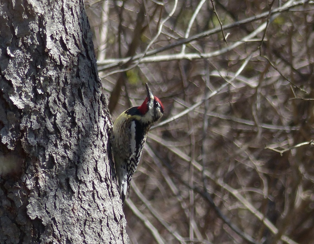 Yellow-bellied Sapsucker - ML553225911