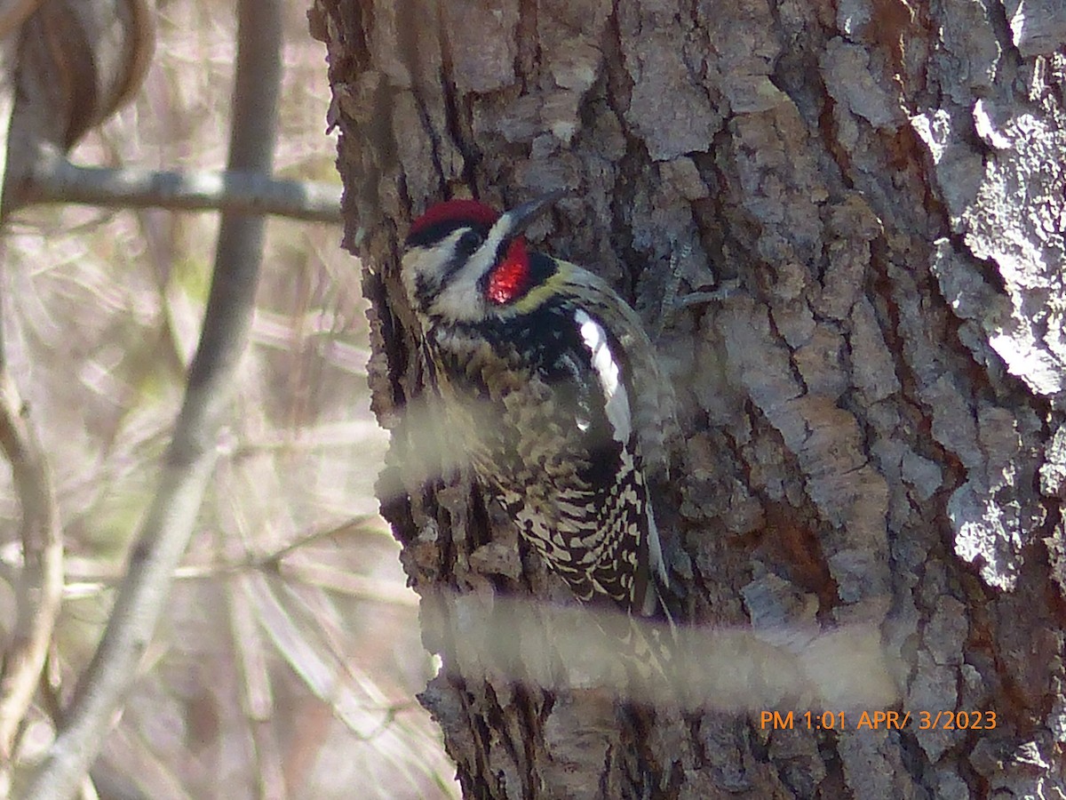 Yellow-bellied Sapsucker - ML553225921