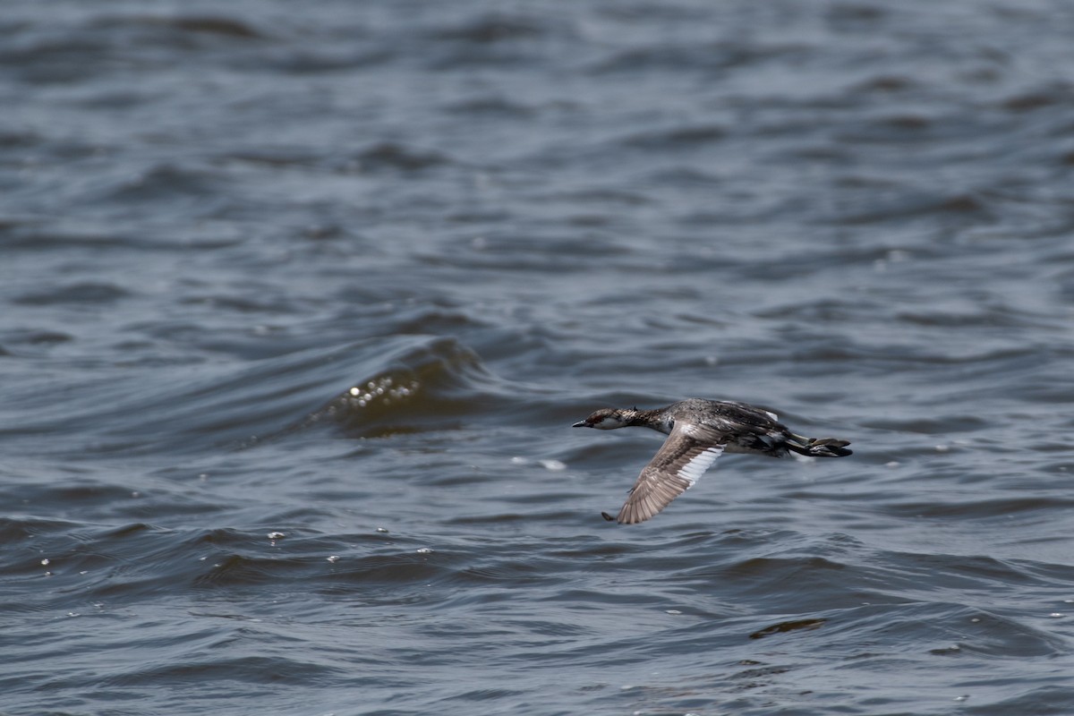 Horned Grebe - ML553227031