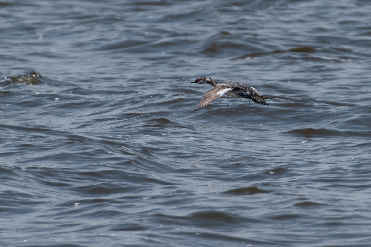 Horned Grebe - ML553227051