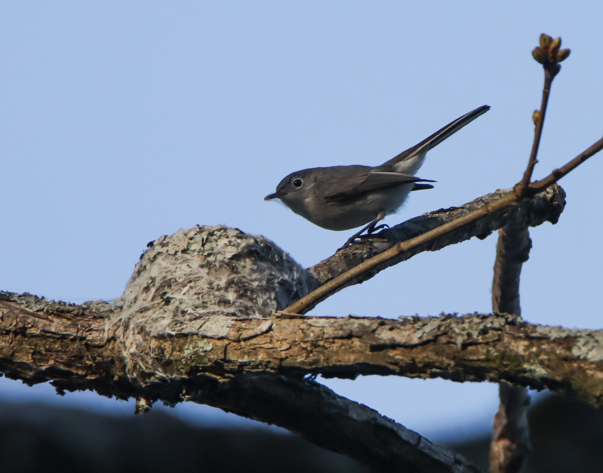 Blue-gray Gnatcatcher - ML553228561