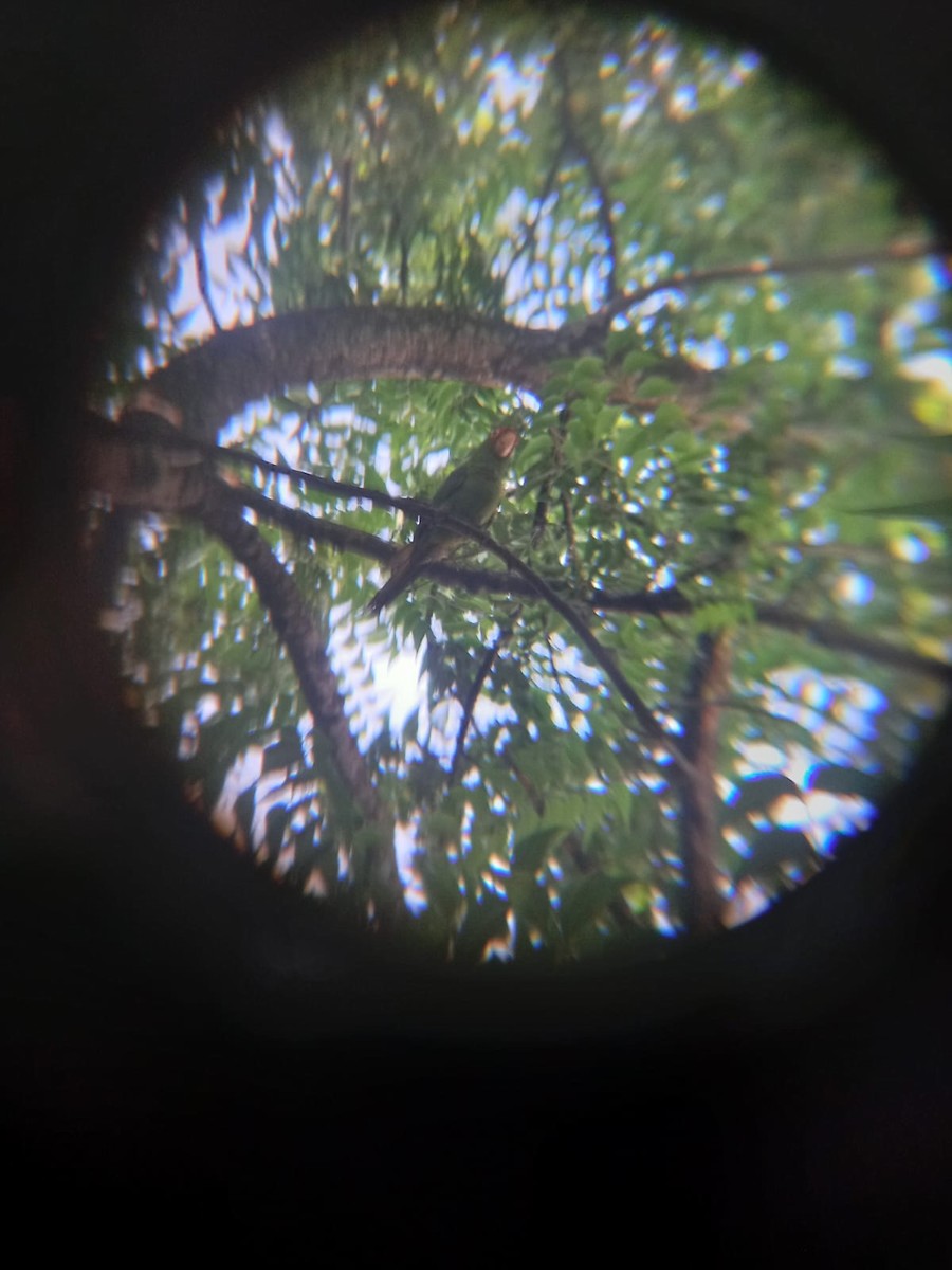 Red-masked Parakeet - ML553229081