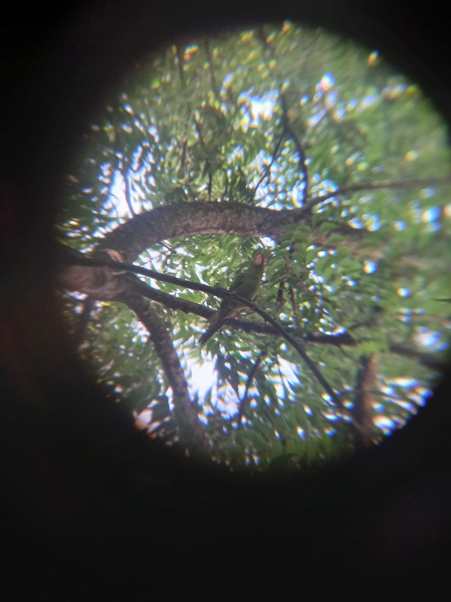 Red-masked Parakeet - ML553229091