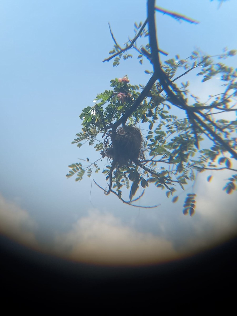 Social Flycatcher - ML553229571