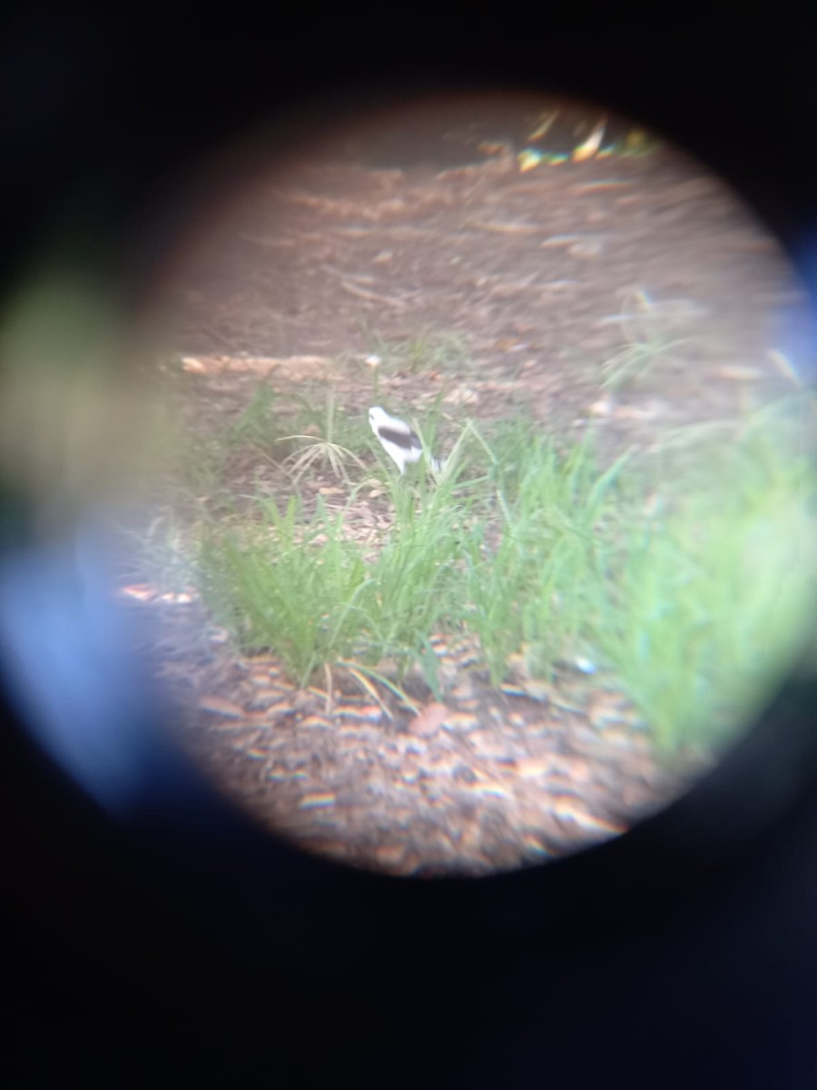 Masked Water-Tyrant - ML553229751