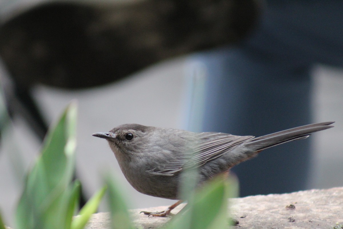 Gray Catbird - ML553230761