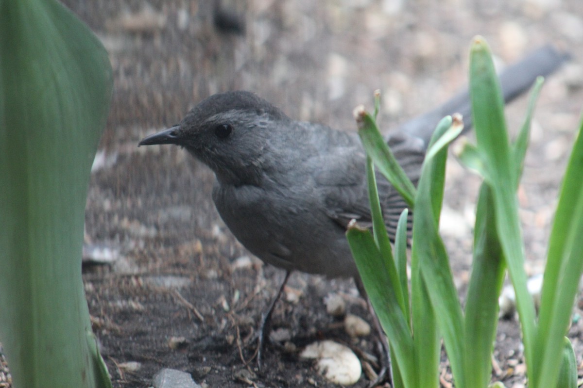 Gray Catbird - ML553230771