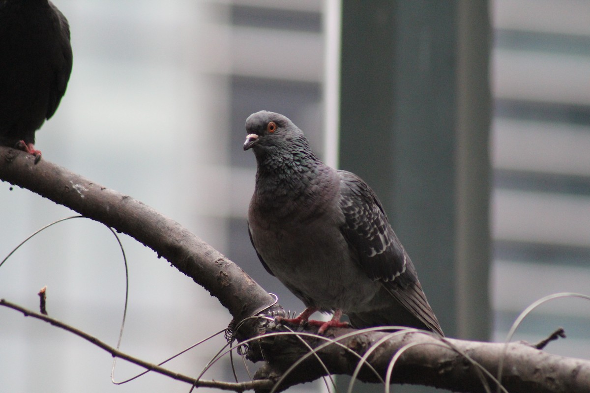 Rock Pigeon (Feral Pigeon) - ML553230891