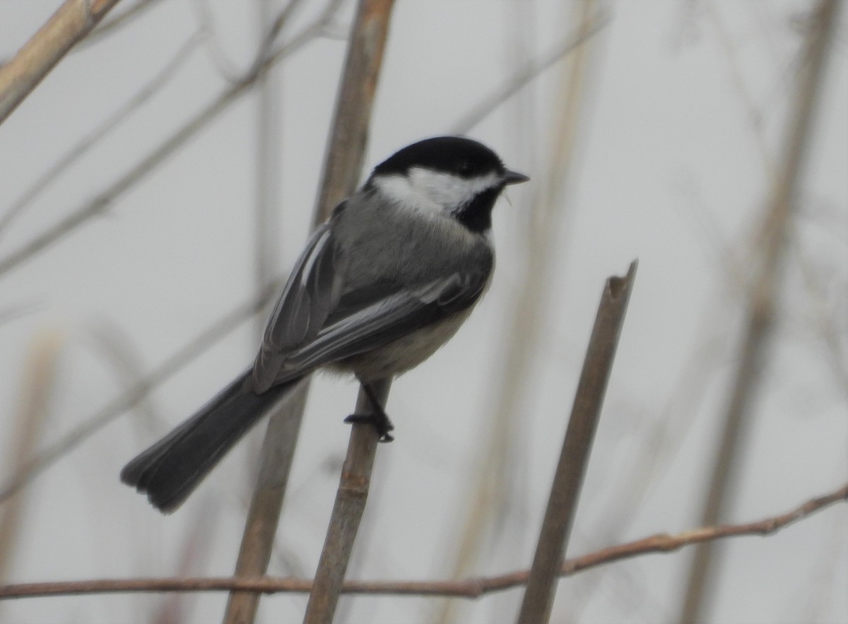 Black-capped Chickadee - ML553232011