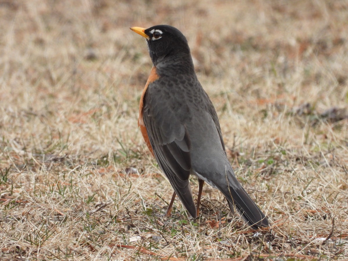 American Robin - ML553232261