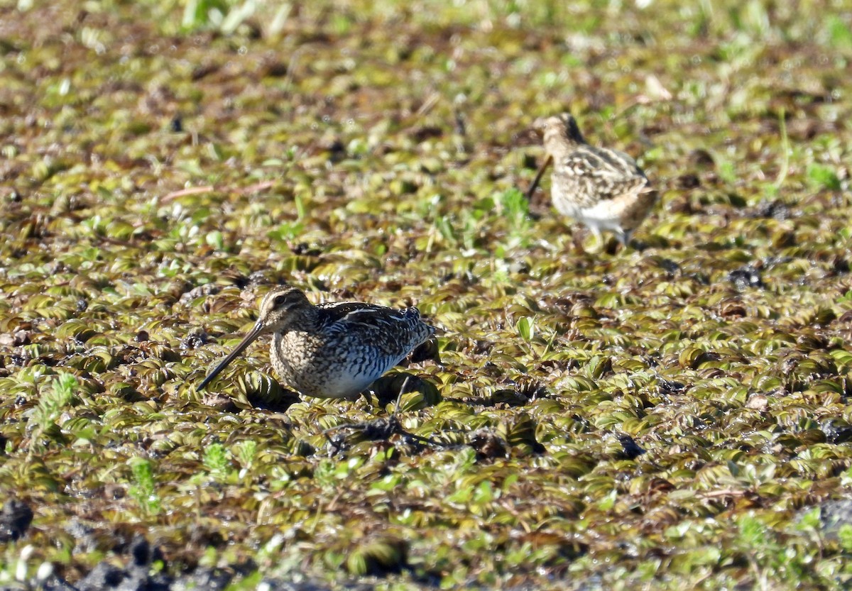 Pantanal Snipe - ML553232941