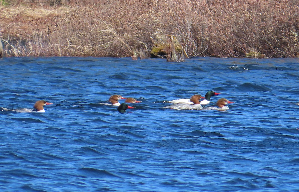 Common Merganser - Ernie LeBlanc