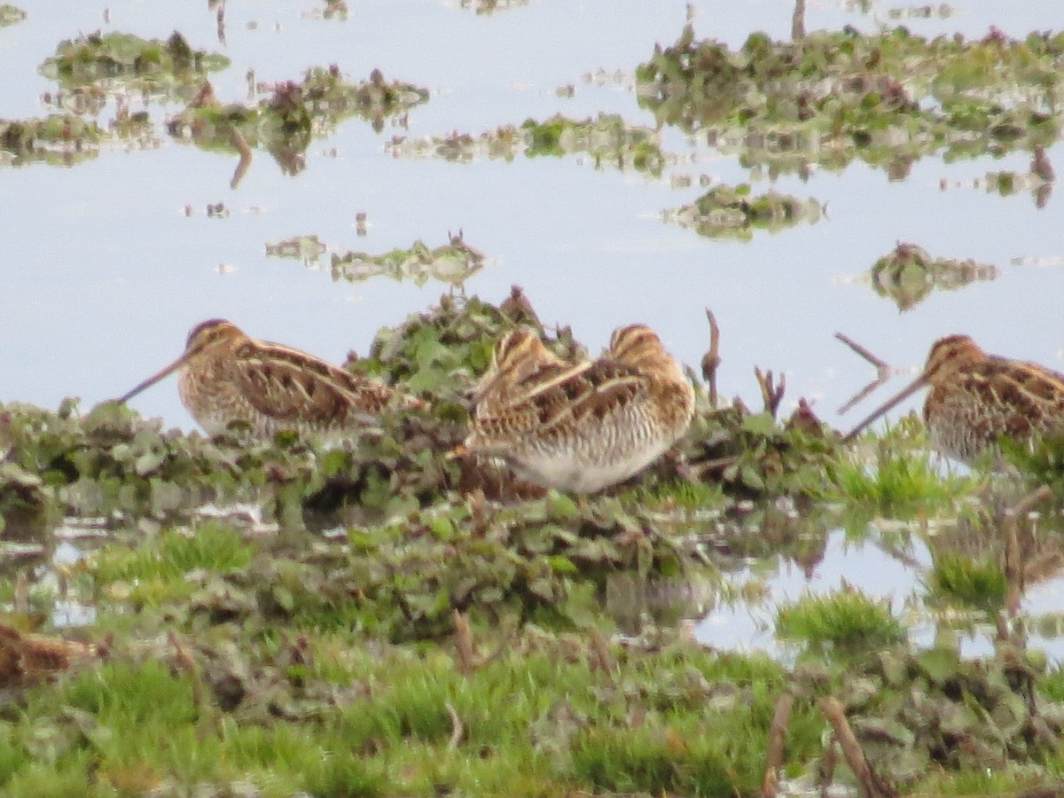 Wilson's Snipe - ML553233871