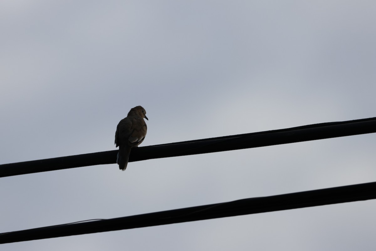 Picui Ground Dove - ML553234941