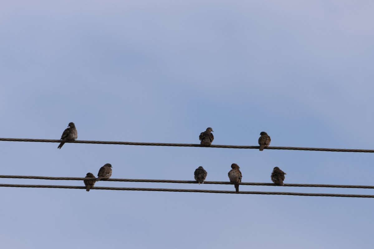 Picui Ground Dove - ML553234961