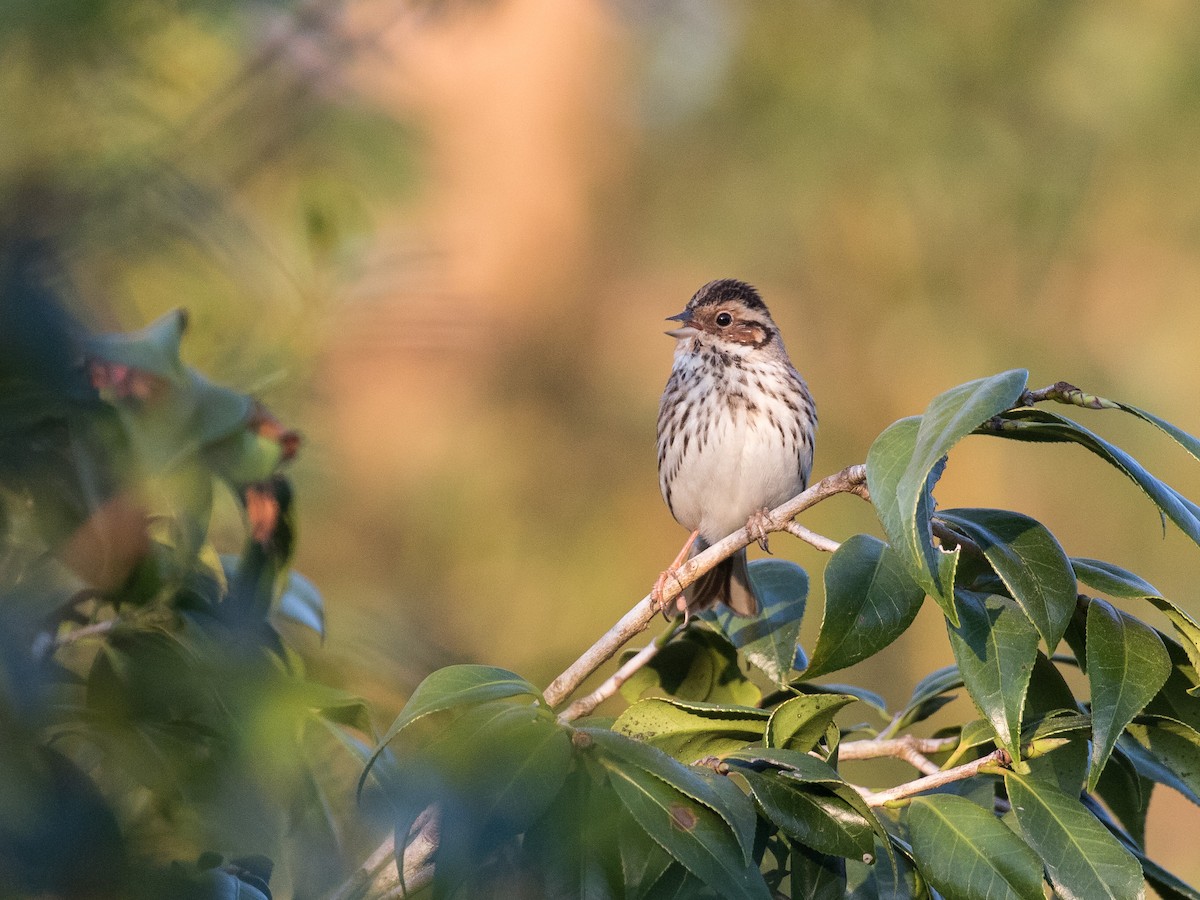 Little Bunting - matthew sabatine