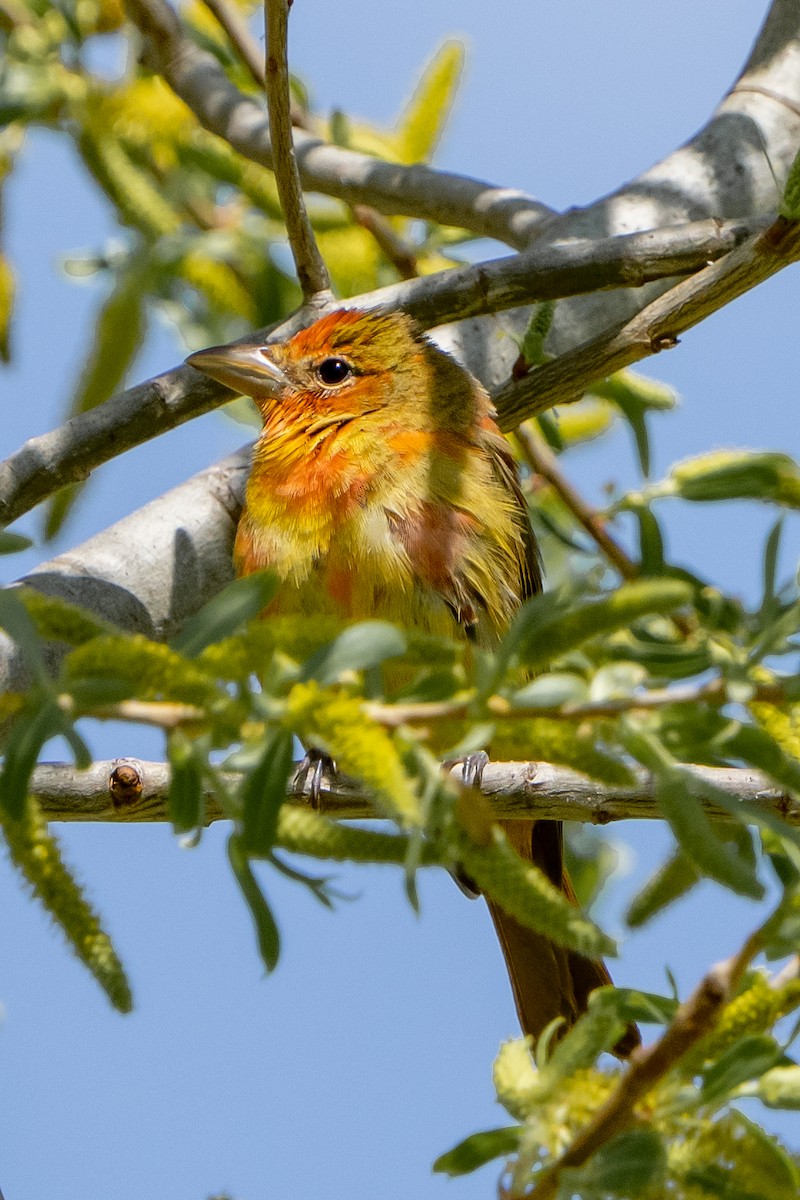 Summer Tanager - ML553235611