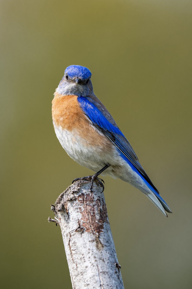 Western Bluebird - ML553236101